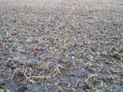 Poplon: facelia, rzodkiew oleista po zimie