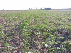 Poplon gorczyca + pszenżyto