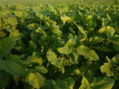 Poplon miesiąc po siewie