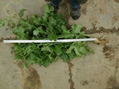 Poplon rzodkiew oleista