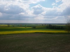 Rzepak Gaworzyce 2016