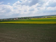 Rzepak Gaworzyce 2016
