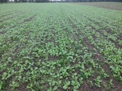 Rzodkiew oleista + facelia