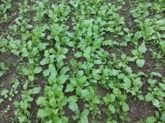 Rzodkiew oleista + facelia