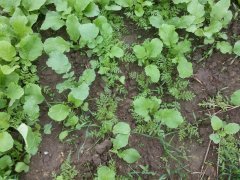 Rzodkiew oleista + facelia