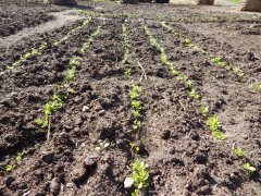 Sałata masłowa z koprem