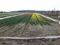 Tulipany