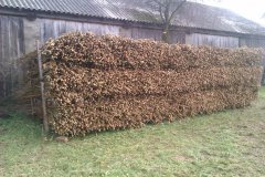 Wierzba energetyczna