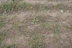 Zachwaszczenie w pszenżycie ozimym 1