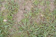 Zachwaszczenie w pszenżycie ozimym 2