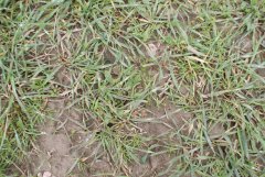 Zachwaszczenie w pszenżycie ozimym 3