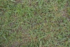 Zachwaszczenie w pszenżycie ozimym 4