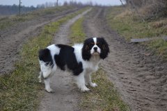 Cavalier king charles spaniel