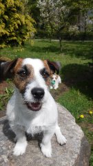 Jack Russel Terrier
