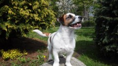 Jack Russel Terrier