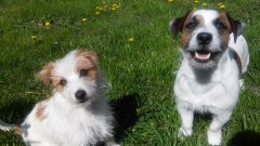 Jack Russel Terrier