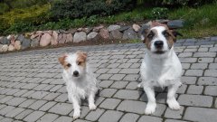 Jack Russel Terrier