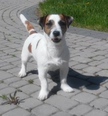 Jack Russel Terrier