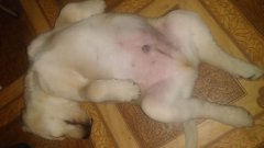 Labrador