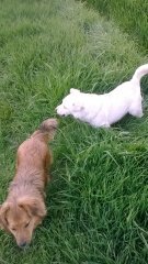 Misiu i Borys
