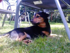 Pies Bobik
