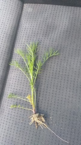 100564879_717876058981390_37648188882865