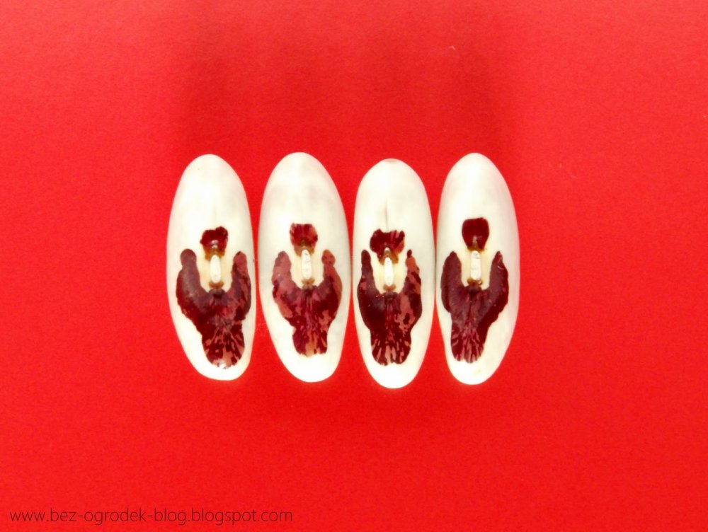 fasola+niepodleg%25C5%2582o%25C5%259Bci+