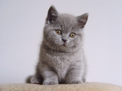 Znalezione obrazy dla zapytania kot brytyjski krótkowłosy