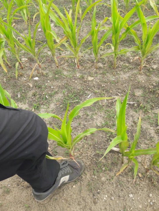 W8VvpF9fcwFgAfpCS7EmFTd9_hkY_tkzIjk5EWk_9r6vKqLuvkDDpnRJF_1owwxCtW1USVt3wk89QlVB4cIJbznZ0uq_r_h44du85T2wqpr0p3M7PncyYkT1R3pw3D2naf08_cd-UM0N4Q8j9ZOVQeuvi_mAuWzJ-MbjguGroJ1Gk4FQoNQsHTIvFmtIgGQAxuYF1UZzeK81z45i78-cLBG4IQd7c_mQ6ne7uJOO-31L9VLfIQBRcjW5A2X3pM9B9Q2tRVaU1X_VDtfgfdd6VD98Ft9uh2AtkGP-zbyuOIaYWzK5GEqiGd_NMSPsFNJ98S_uheSpB2kmG9khp05_HjE1-x5MyN2_tPuRJEBQo0Jc7-rzKD4fG4KiKRUSKI0cL96E9cauPFHcLfs2O3h4CdIJJ6JhwCRS8fIZNzweWzwUDD2D78XM-nE5kH0NtaqQ_8dEZbaVLqb6jG0o49wyK_BroDNqClbuXLSBsvlqQrx1RxGnNeBqaM2hkE0NN0iKfdwwTz4hutV8iCsZ7FUO2bjXa_TW86oIMgltwU1XHEWCJk3gUc3RXZhR8Yt2asdO9aV6t9H_BYNrU2dSfZozd8iaDX1uYRL0GRnHVWm8-MbmQw3Zchh9buYLA1J5Dsp4RRYFe3urYfYwz5DhljyyoAO5lGljhSWzMoYb07ZKW1klhyGQEzECfIlhzW9K3Q=w568-h757-no?authuser=0