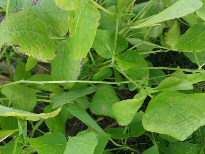 pixciBXrxZKLG6ySZfofZJKKo54rNGRBs6oAj32M