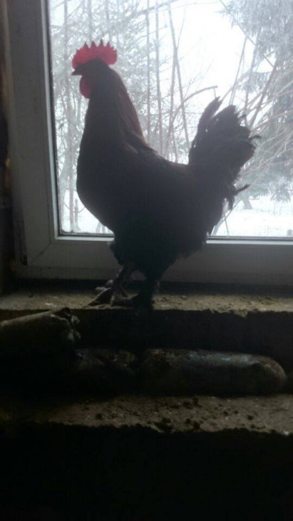 Obraz moÅ¼e zawieraÄ: ptak i na zewnÄtrz