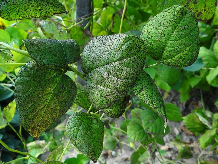 1024px-Uromyces_appendiculatus_a1_(1).jp