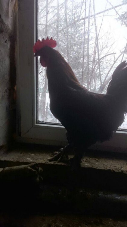 Obraz moÅ¼e zawieraÄ: ptak