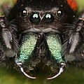 120px-Kaldari_Phidippus_johnsoni_male_de