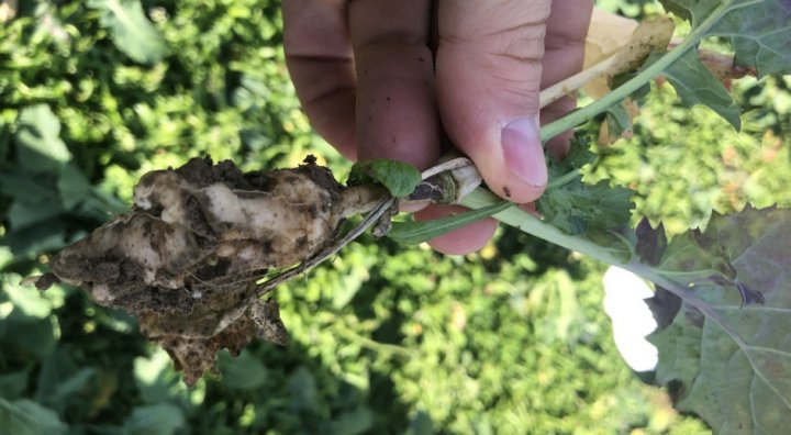 Kiła kapusty czy chowacz galasówek?