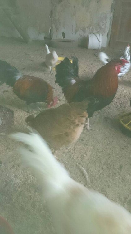 Obraz moÅ¼e zawieraÄ: ptak