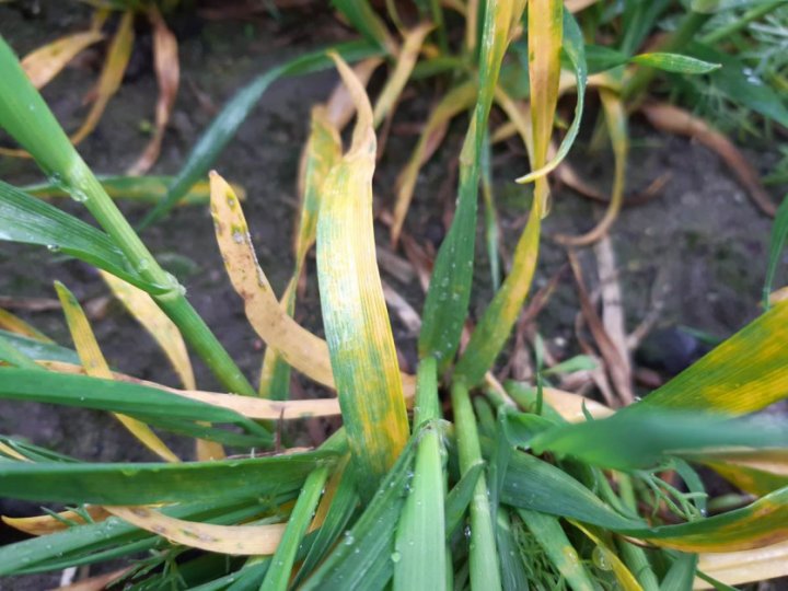 Osłabione rośliny chorobami i niedoborami w obliczu stresu termicznego nie mają szans na dobrą regenerację, Fot. A. Kobus