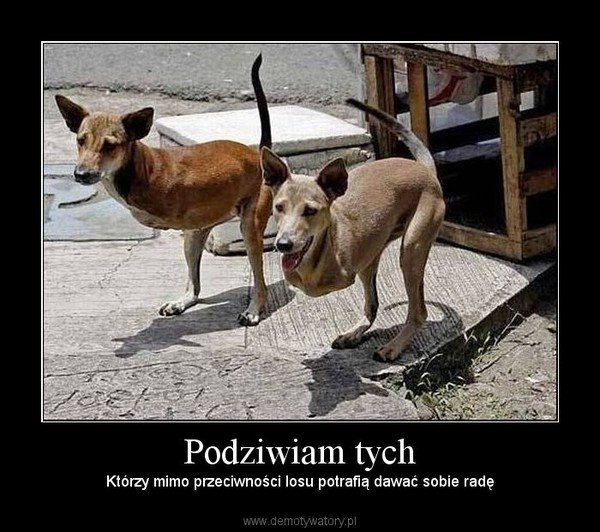 Podziwiam tych – Demotywatory.pl