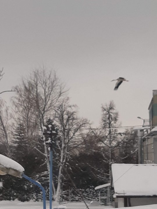 Może być zdjęciem przedstawiającym ptak, jedzenie i przyroda