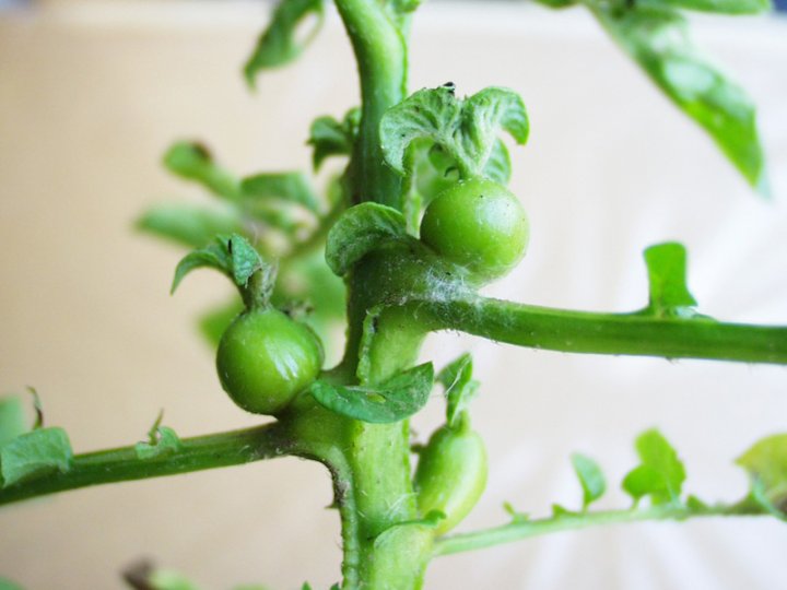 Rizoktonioza-ziemniaka.-Bulwki-powietrzn