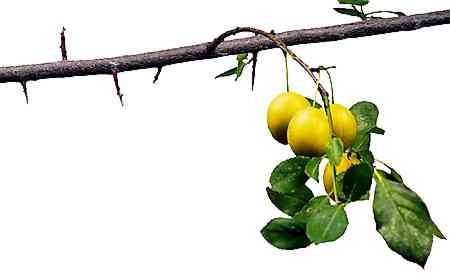 Ałycza (mirabelka) - śliwa wiśniowa (Prunus domestica) - e-ogrody - Rośliny