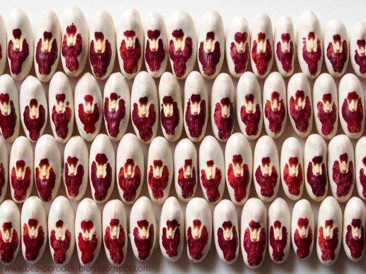 fasola+niepodleg%25C5%2582o%25C5%259Bci+