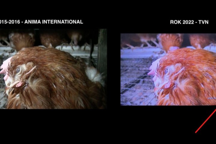 W materiale pokazano tendencyjnie zmontowane różne rodzaje klatek hodowlanych dla drobiu – w tym również takie, które od 2012 roku są już wycofane ze względu na niespełnione aktualne unijne normy, fot. materiały prasowe KRD-IG