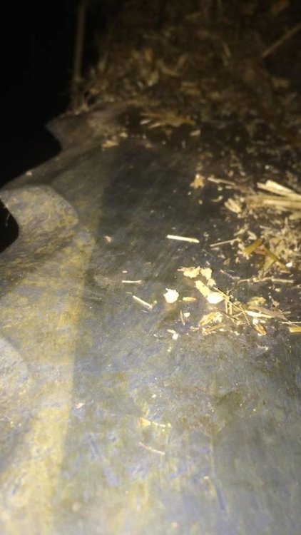 46070561_253062935368766_901006528641761