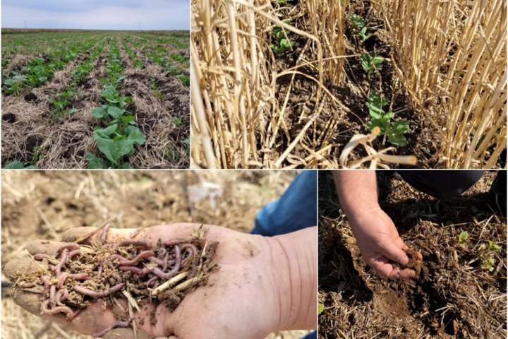 Innowacyjni Farmerzy stawiają na uprawę bezorkową