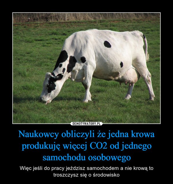 Naukowcy obliczyli że jedna krowa produkuję więcej CO2 od jednego samochodu osobowego – Więc jeśli do pracy jeździsz samochodem a nie krową to troszczysz się o środowisko