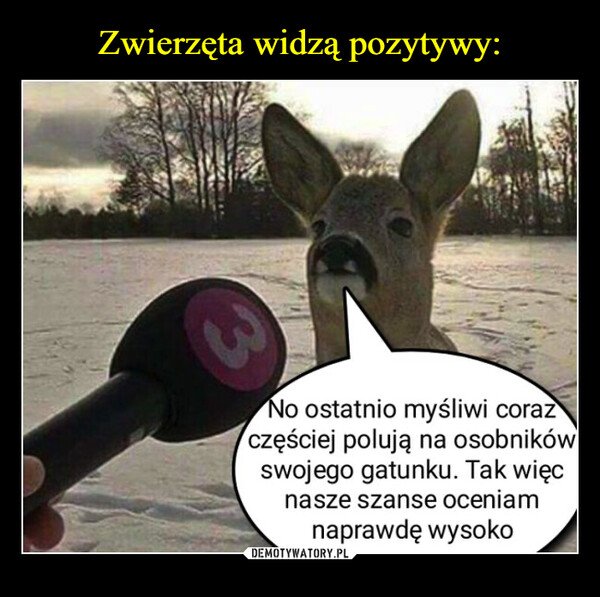 myśliwy