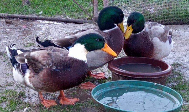 126325045_376591346907704_2659032714371582889_n.jpg?_nc_cat=105&ccb=2&_nc_sid=ae9488&_nc_ohc=znwFlETGMwoAX_QAcGi&_nc_ht=z-p3-scontent.fwaw7-1.fna&oh=1a0d4af14a1c5b048f698117aecf5b70&oe=5FE2FAED