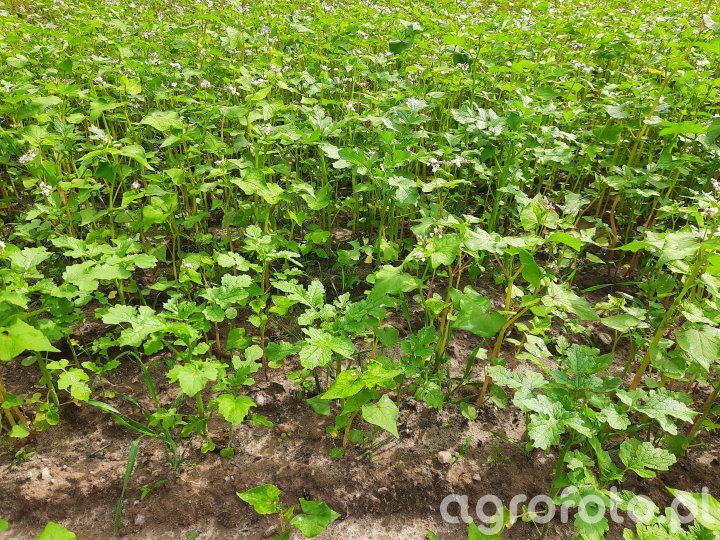 1791739550_mobile_poplon-gorczyca-gryka-