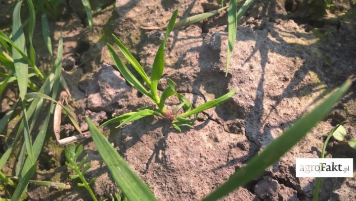 miot%C5%82a-zbo%C5%BCowa-e1491590953539.